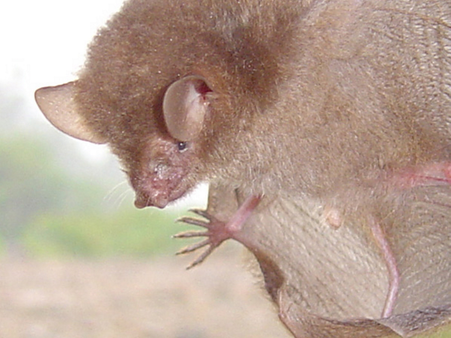 Six new bat species discovered just in time for Halloween